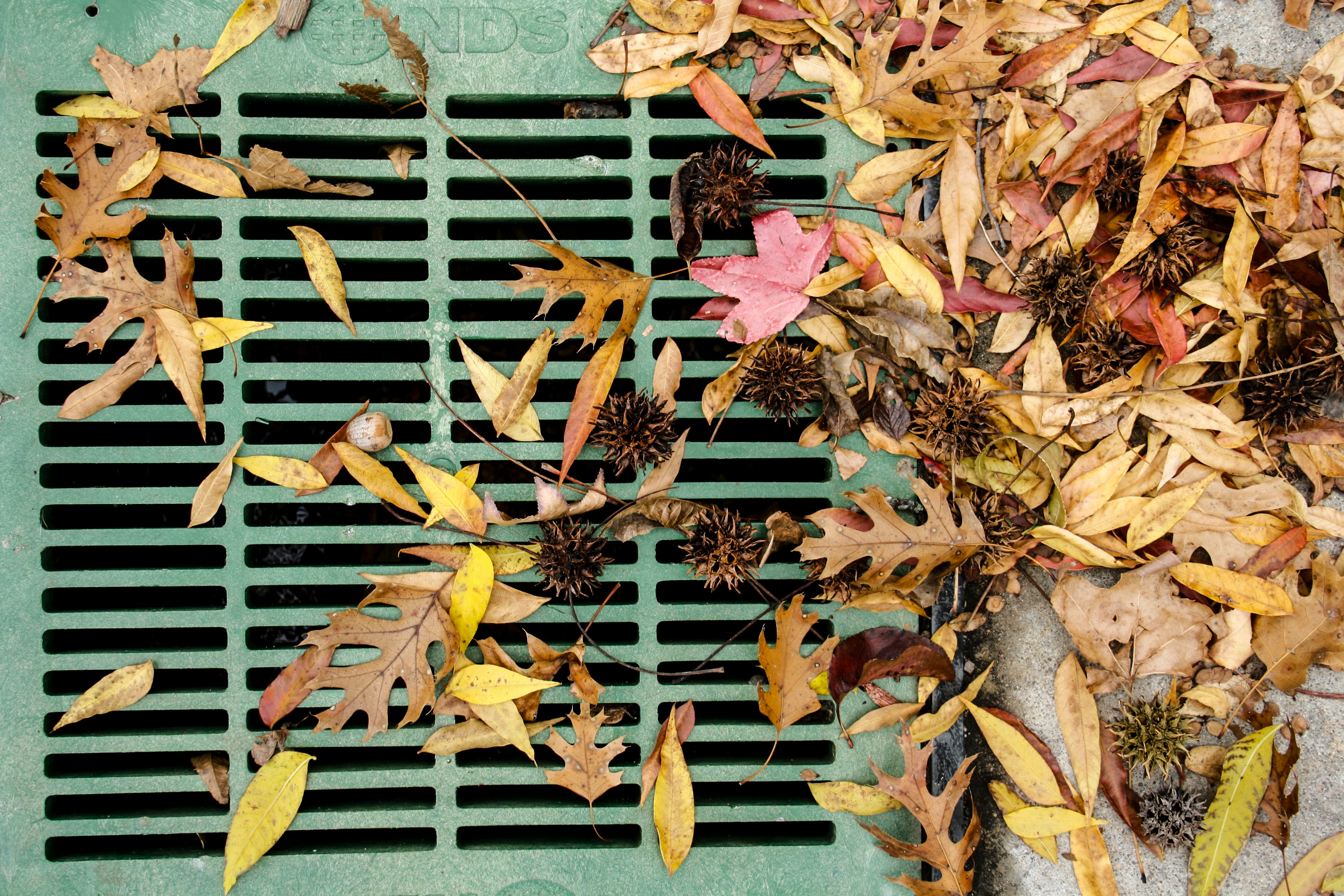 Blocked drain with leaves
