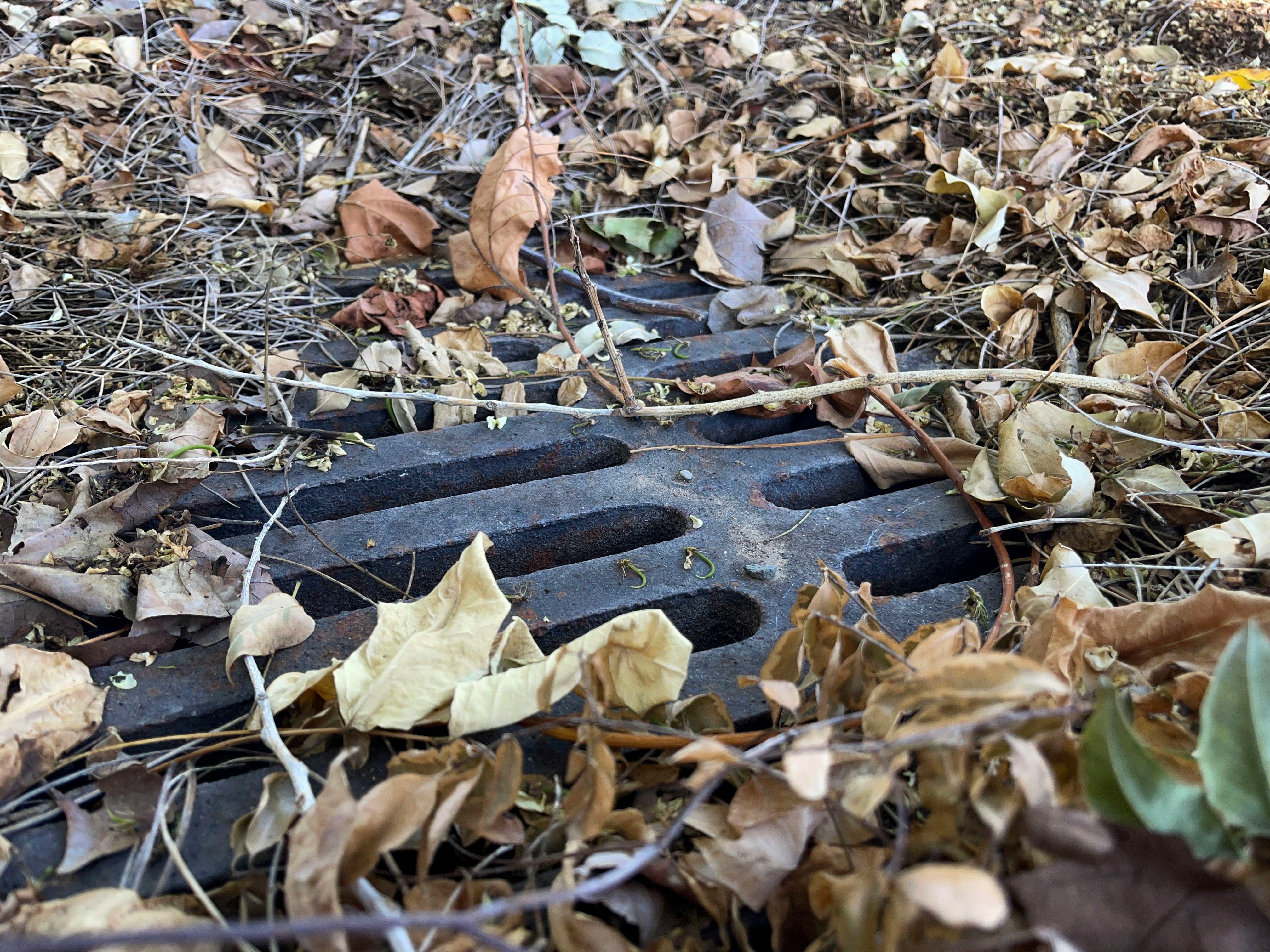 Drain with blocked leaves covering it