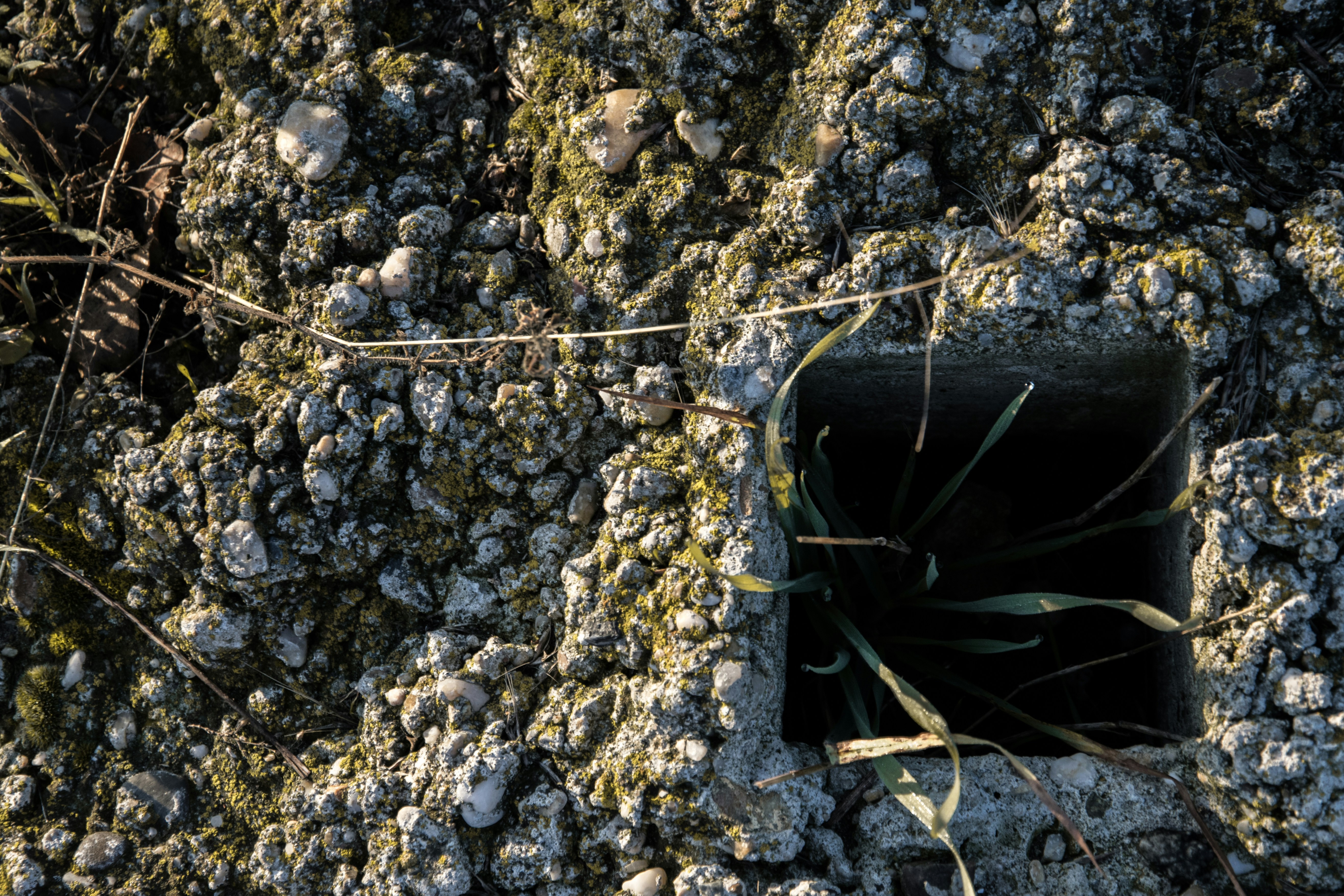 Blocked drain with plants growing out